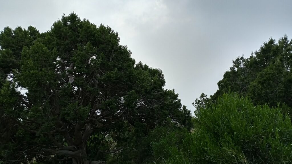 متنزه عسير الوطني